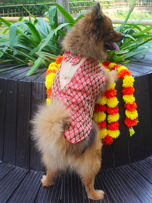Dogs' Maroon Silk Blend Tuxedo With Attached Shirt