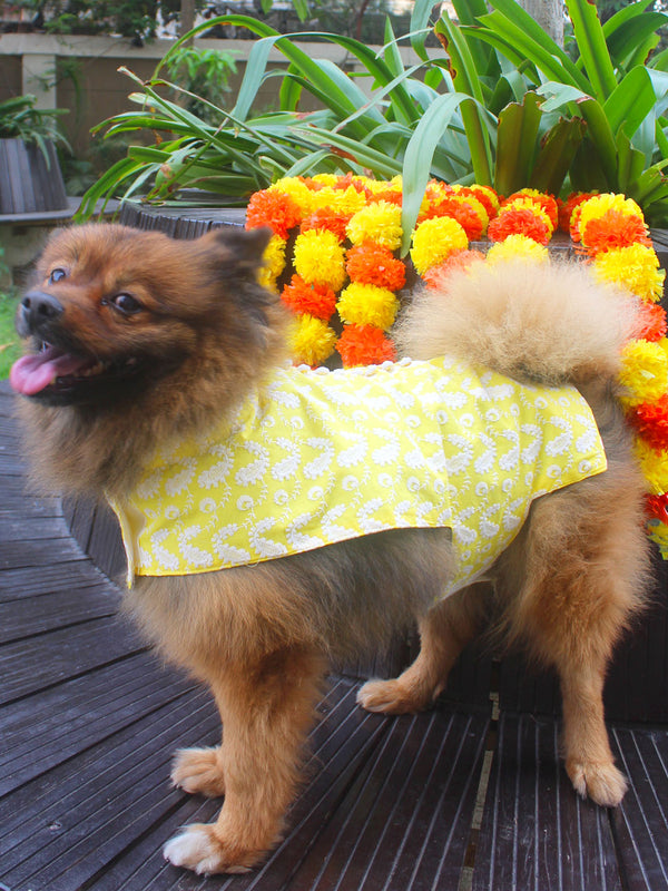 PAWS BY VASTRAMAY Dogs' Mustard Chikankari Pure Cotton Ethnic Kurta - Dogs Ethnic Wear by Vastramay - chikankari, Dog, Dog Apparel, Dog Ethnic Jacket, Dog Jacket, Large, Male dog outfits, Medium, Mustard, Mustard Chikankari kurta, Pure Cotton, Small