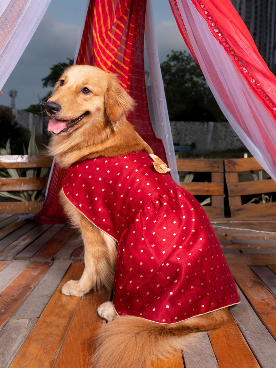 Dogs' Maroon And Gold Silk Blend Dress – vastramay