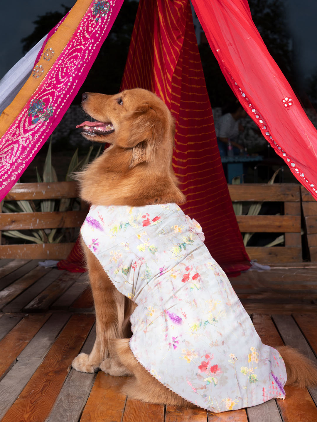 PAWS BY VASTRAMAY Dogs' Cream Floral Printed Cotton Blend Dress - Dogs Ethnic Wear by Vastramay - Dog, Dog Apparel, Dog Dress, Dog Ethnic Dress, female dog outfit, Large, Medium, Multicolor-Base-Cream, Silk Blend, Small