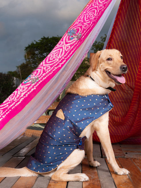 PAWS BY VASTRAMAY Dogs' Blue And Gold Silk Blend Ethnic Jacket - Dogs Ethnic Wear by Vastramay - Blue, Dog, Dog Apparel, Dog Ethnic Jacket, Dog Jacket, Large, Male dog outfits, Medium, Silk Blend, Small