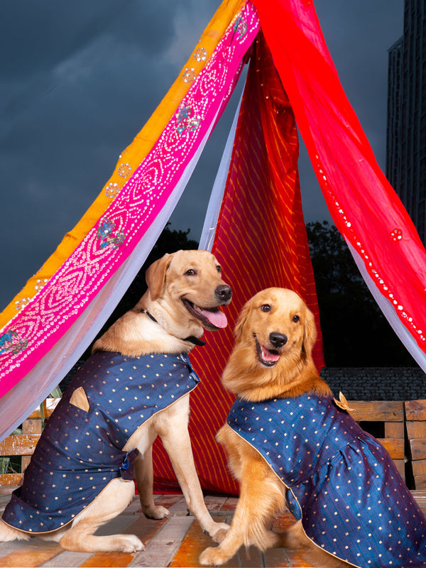 Blue And Gold Silk Blend Siblings Set For Dogs