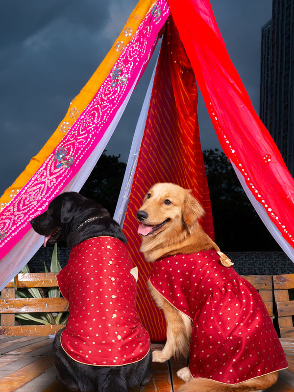 Maroon And Gold Silk Blend Siblings Set For Dogs