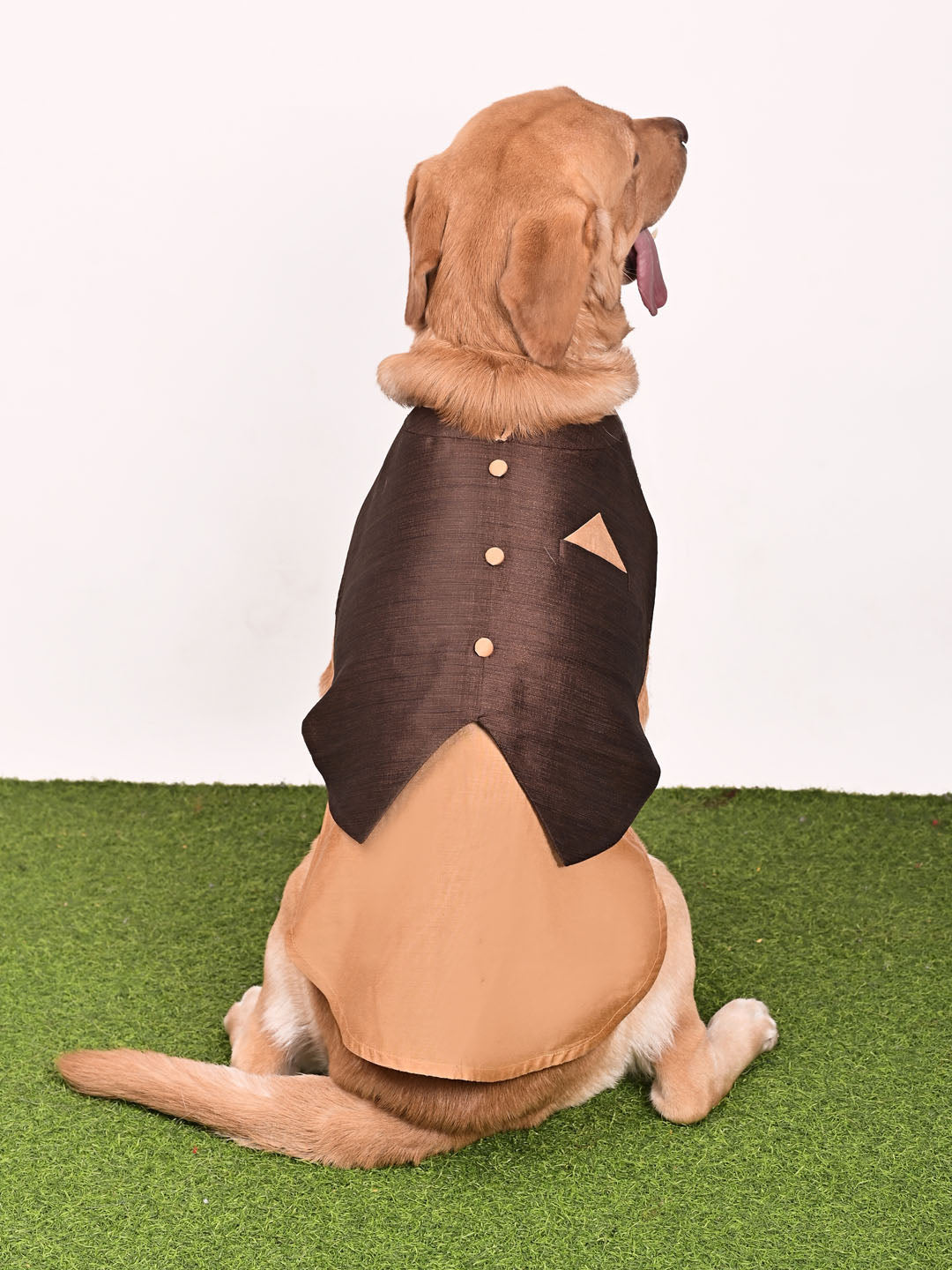 Dogs Solid Indo-Western