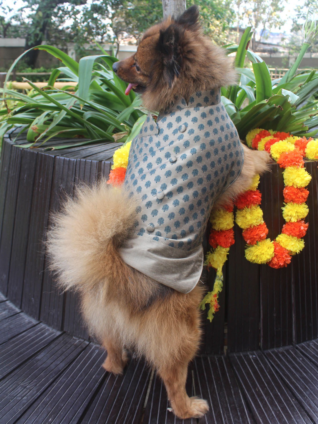 Dogs' Chiku Block Printed Cotton Blend Jacket With Attached Solid Kurta