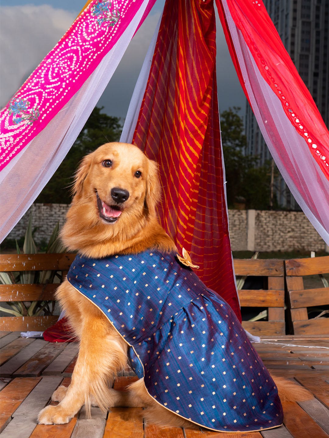 PAWS BY VASTRAMAY Dogs' Blue And Gold Silk Blend Dress - Dogs Ethnic Wear by Vastramay - Blue, Dog, Dog Apparel, Dog Dress, Dog Ethnic Dress, female dog outfit, Large, Medium, Silk Blend, Small