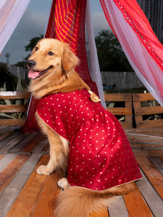 PAWS BY VASTRAMAY Dogs' Maroon And Gold Silk Blend Dress - Dogs Ethnic Wear by Vastramay - Dog, Dog Apparel, Dog Dress, Dog Ethnic Dress, female dog outfit, Large, Maroon, Medium, Silk Blend, Small