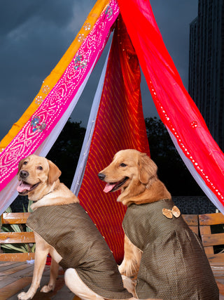 Vastramay Black Woven Silk Blend Siblings set for Dogs